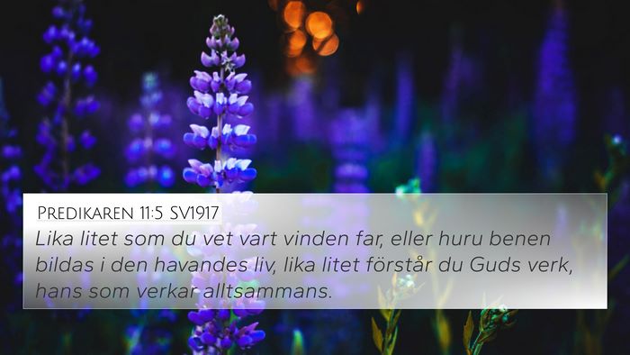 Predikaren 11:5 SV1917 Bible Verse Image