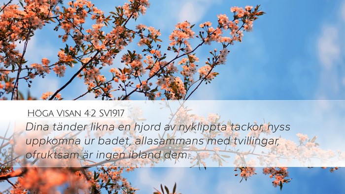 Höga Visan 4:2 SV1917 Desktop Wallpaper - Dina tänder likna en hjord av nyklippta tackor, - Desktop Bible Verse Wallpaper