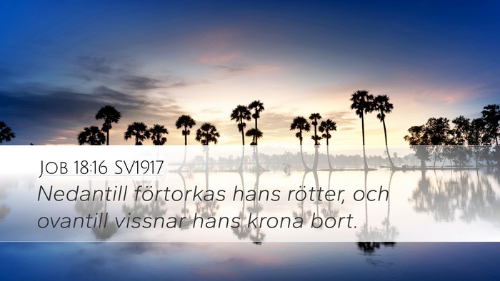 Job 18:16 SV1917 Bible Verse Image