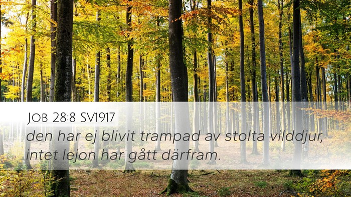 Job 28:8 SV1917 Desktop Wallpaper - den har ej blivit trampad av stolta vilddjur, - Desktop Bible Verse Wallpaper