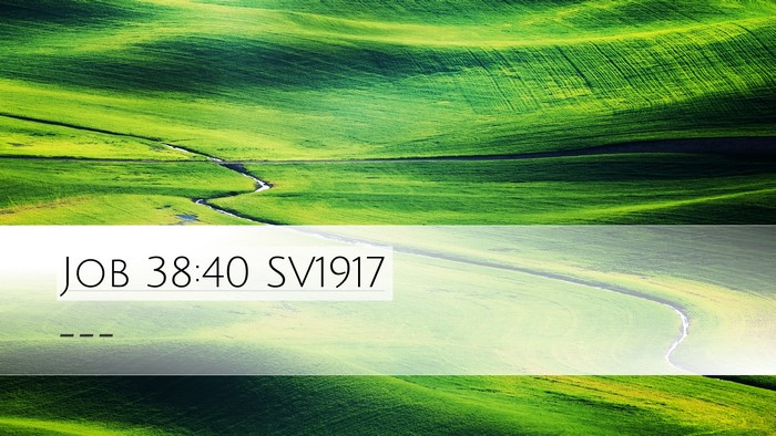 Job 38:40 SV1917 Bible Verse Image
