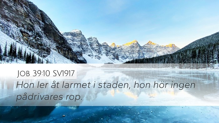 Job 39:10 SV1917 Desktop Wallpaper - Hon ler åt larmet i staden, hon hör ingen - Desktop Bible Verse Wallpaper