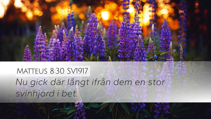 Matteus 8:30 SV1917 Bible Verse Image