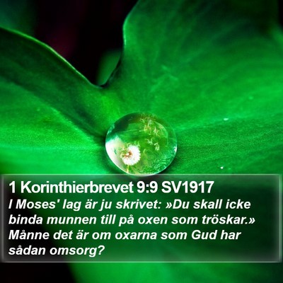 1 Korinthierbrevet 9:9 SV1917 Bible Verse Image