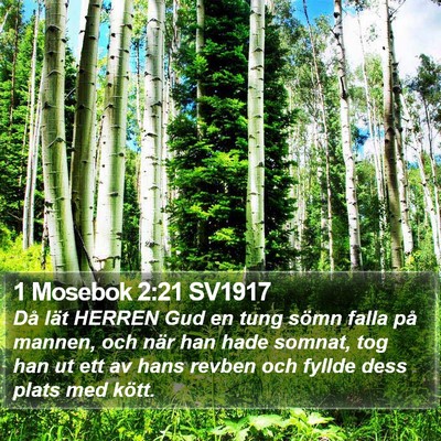 1 Mosebok 2:21 SV1917 Bible Verse Image