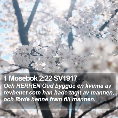 1 Mosebok 2:22 SV1917 Bible Verse Image