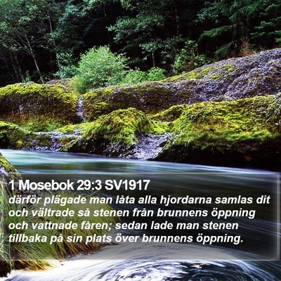 1 Mosebok 29:3 SV1917 Bible Verse Image