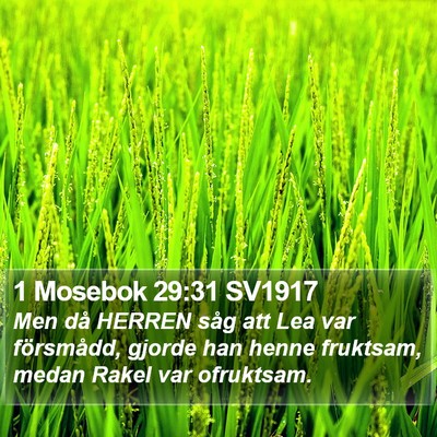 1 Mosebok 29:31 SV1917 Bible Verse Image