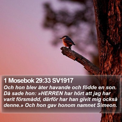 1 Mosebok 29:33 SV1917 Bible Verse Image