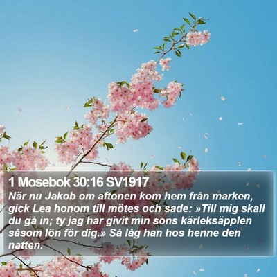 1 Mosebok 30:16 SV1917 Bible Verse Image