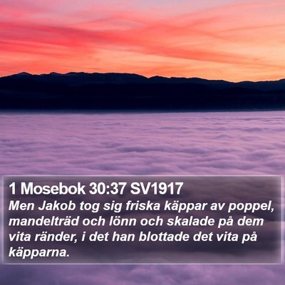 1 Mosebok 30:37 SV1917 Bible Verse Image
