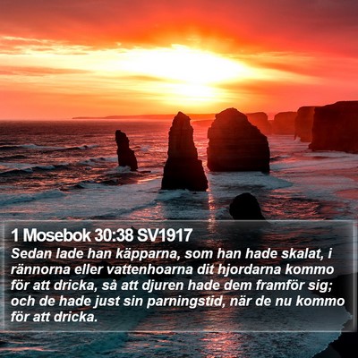 1 Mosebok 30:38 SV1917 Bible Verse Image
