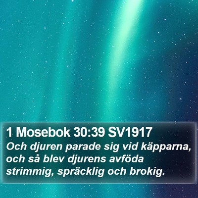 1 Mosebok 30:39 SV1917 Bible Verse Image