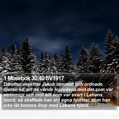 1 Mosebok 30:40 SV1917 Bible Verse Image