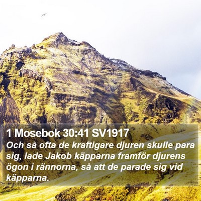 1 Mosebok 30:41 SV1917 Bible Verse Image