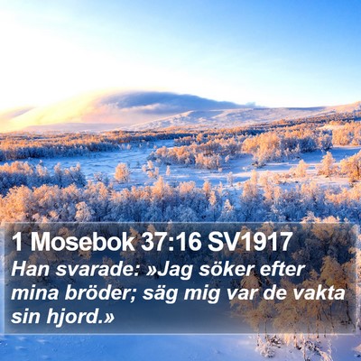 1 Mosebok 37:16 SV1917 Bible Verse Image