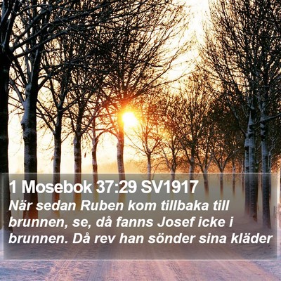 1 Mosebok 37:29 SV1917 Bible Verse Image