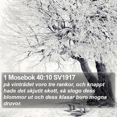 1 Mosebok 40:10 SV1917 Bible Verse Image