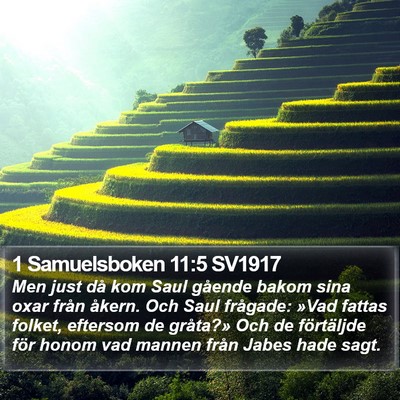 1 Samuelsboken 11:5 SV1917 Bible Verse Image