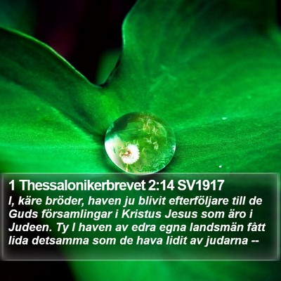 1 Thessalonikerbrevet 2:14 SV1917 Bible Verse Image