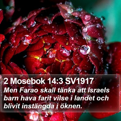 2 Mosebok 14:3 SV1917 Bible Verse Image