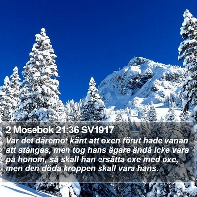 2 Mosebok 21:36 SV1917 Bible Verse Image