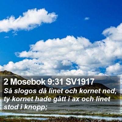 2 Mosebok 9:31 SV1917 Bible Verse Image