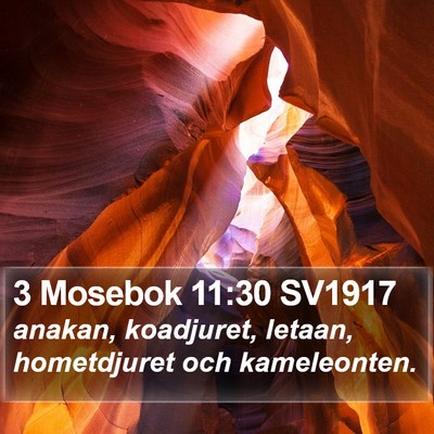3 Mosebok 11:30 SV1917 Bible Verse Image