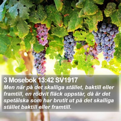 3 Mosebok 13:42 SV1917 Bible Verse Image