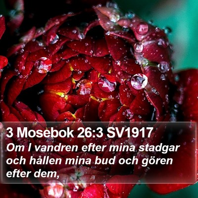 3 Mosebok 26:3 SV1917 Bible Verse Image