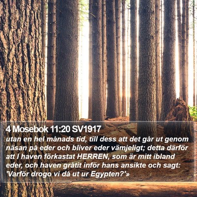 4 Mosebok 11:20 SV1917 Bible Verse Image