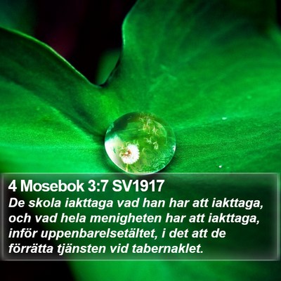 4 Mosebok 3:7 SV1917 Bible Verse Image