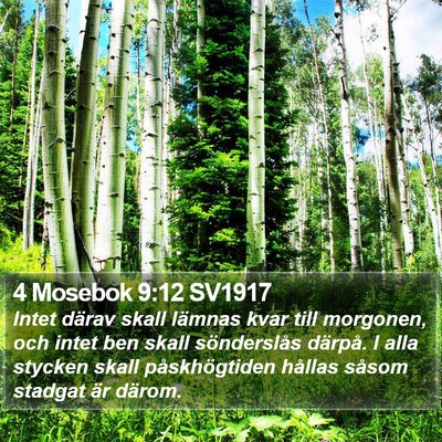 4 Mosebok 9:12 SV1917 Bible Verse Image
