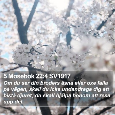5 Mosebok 22:4 SV1917 Bible Verse Image