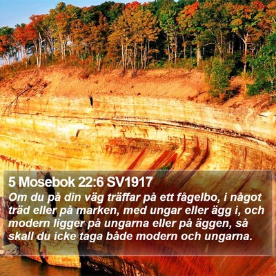 5 Mosebok 22:6 SV1917 Bible Verse Image