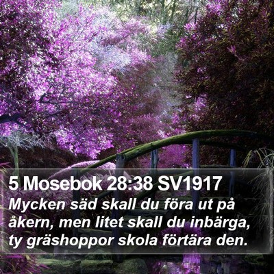 5 Mosebok 28:38 SV1917 Bible Verse Image