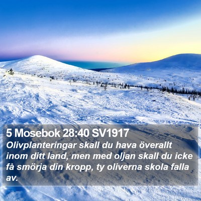 5 Mosebok 28:40 SV1917 Bible Verse Image