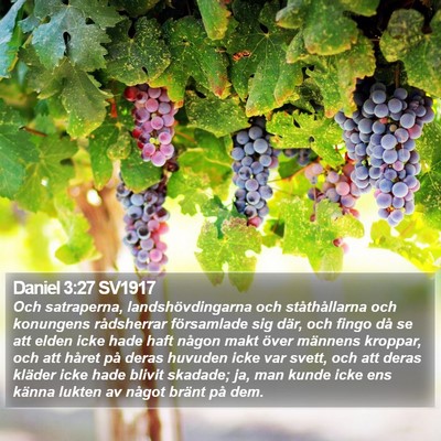 Daniel 3:27 SV1917 Bible Verse Image