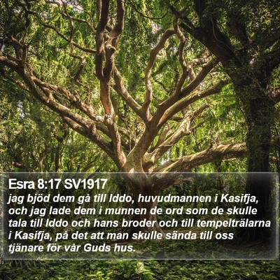 Esra 8:17 SV1917 Bible Verse Image