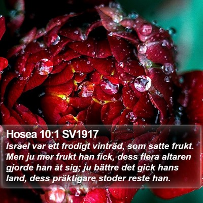 Hosea 10:1 SV1917 Bible Verse Image