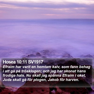 Hosea 10:11 SV1917 Bible Verse Image