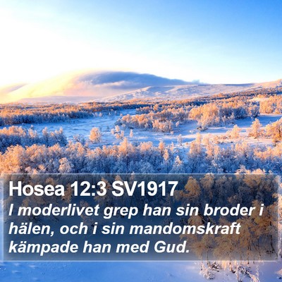 Hosea 12:3 SV1917 Bible Verse Image