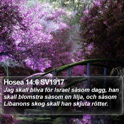 Hosea 14:6 SV1917 Bible Verse Image