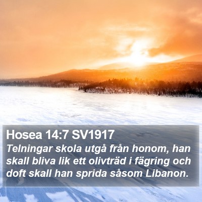 Hosea 14:7 SV1917 Bible Verse Image