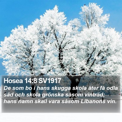 Hosea 14:8 SV1917 Bible Verse Image