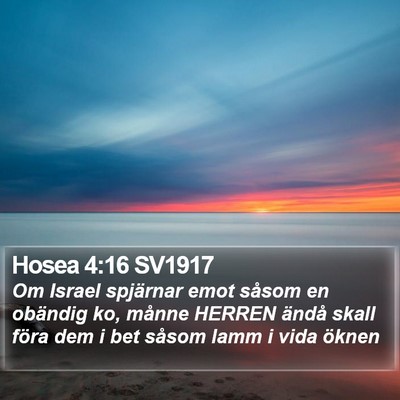 Hosea 4:16 SV1917 Bible Verse Image
