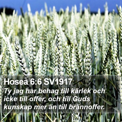 Hosea 6:6 SV1917 Bible Verse Image