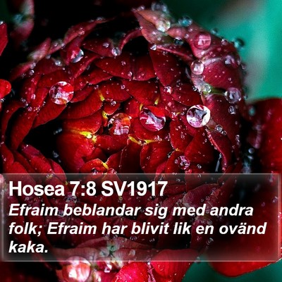 Hosea 7:8 SV1917 Bible Verse Image