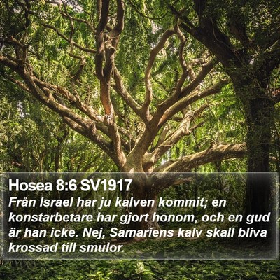Hosea 8:6 SV1917 Bible Verse Image