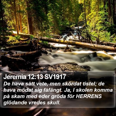 Jeremia 12:13 SV1917 Bible Verse Image